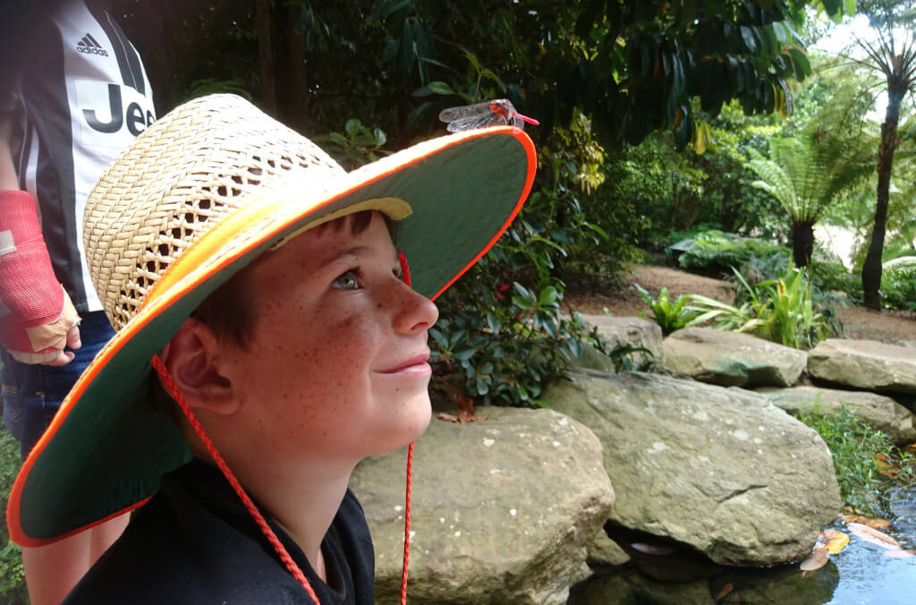education-vacation-care-Boy-with-dragonfly-1024x676.jpg