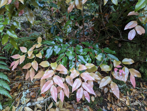 science-leaves-sam-yap-thumbnail-496x372.jpg