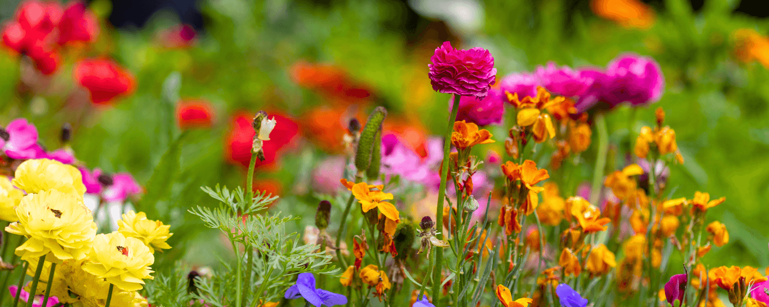 Colourful plants in a field