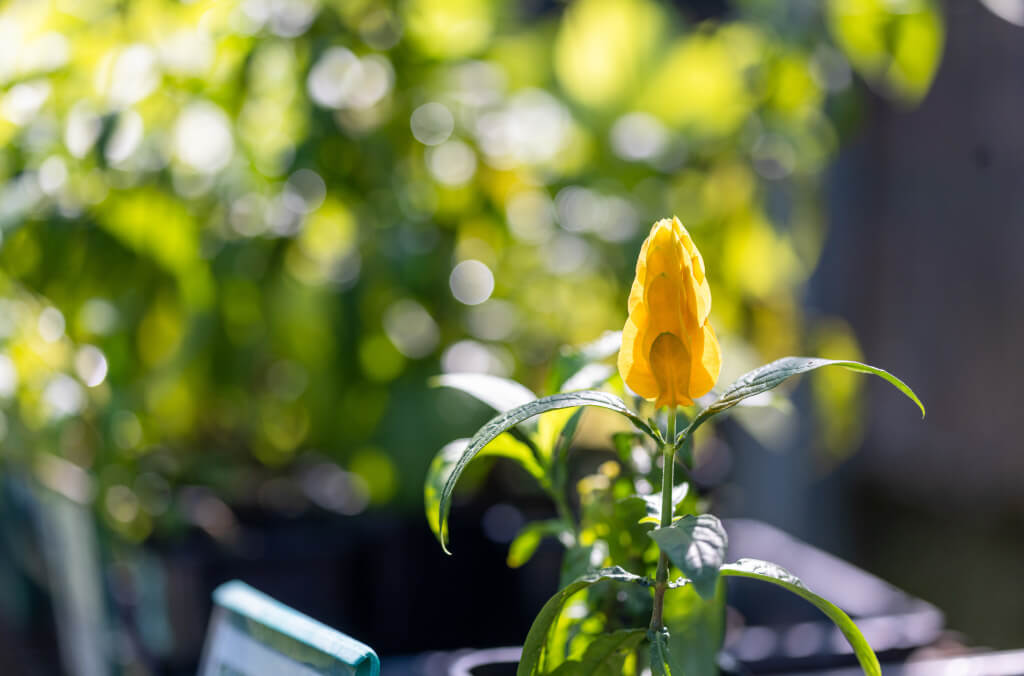 stories-growing-friends-flower-closeup-1024x676.jpg