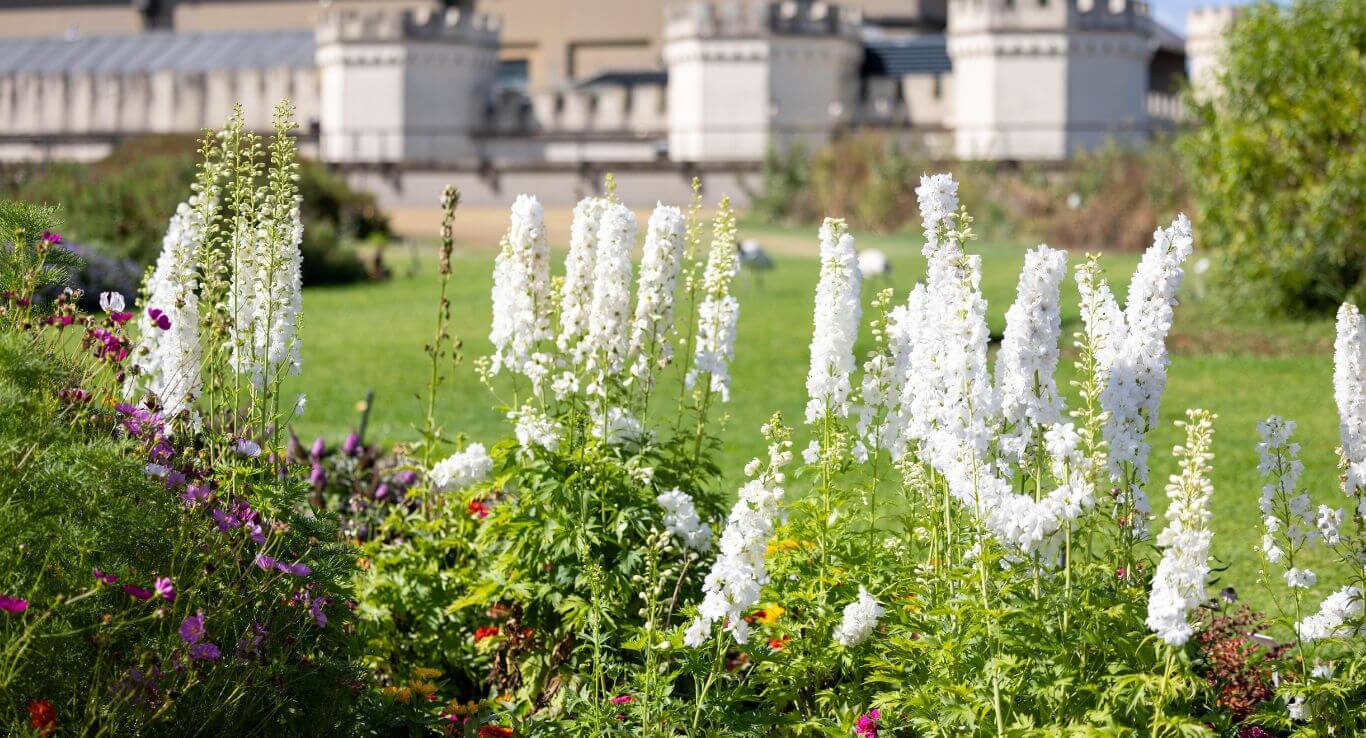 Mixed flowering plants