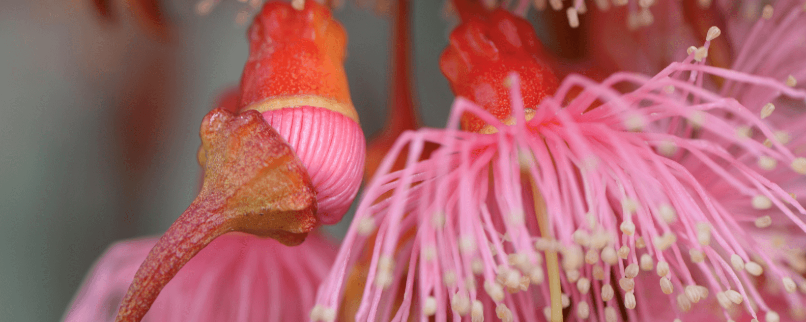 Flower gum pink