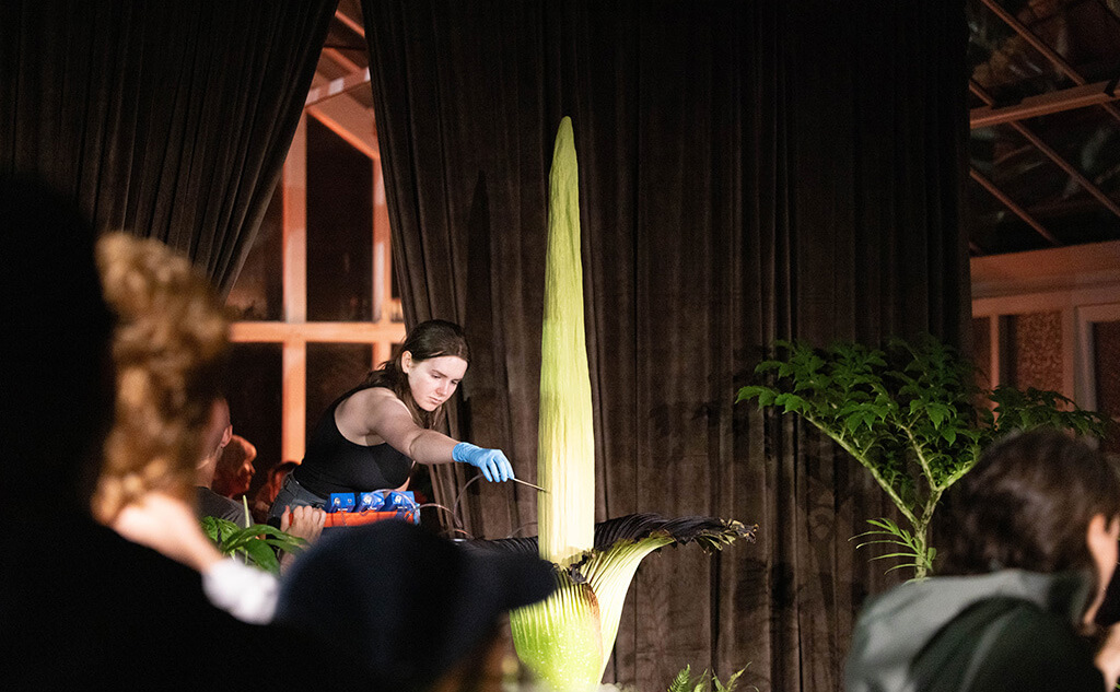 Scientist looks at a corpse flower