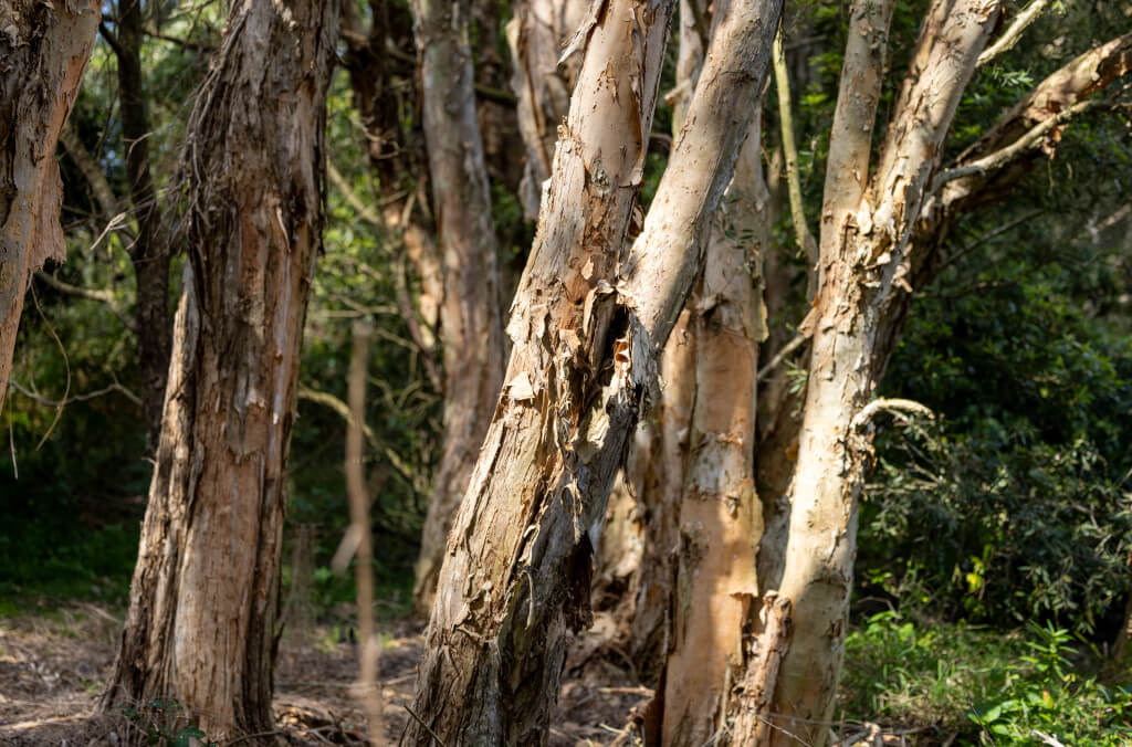 stories-Field-trip-Hunter-Wetlands-Centre-image-by-hannah-1024x676.jpg