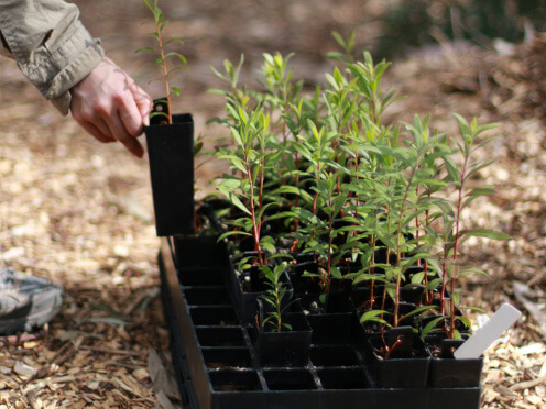 stories-Melaleuca-quinnquinervia-seedlings-Tricia-Hogbin-thumbnail-496x372.JPG