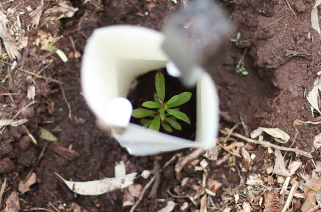 stories-plant-close-up-1024x676.JPG