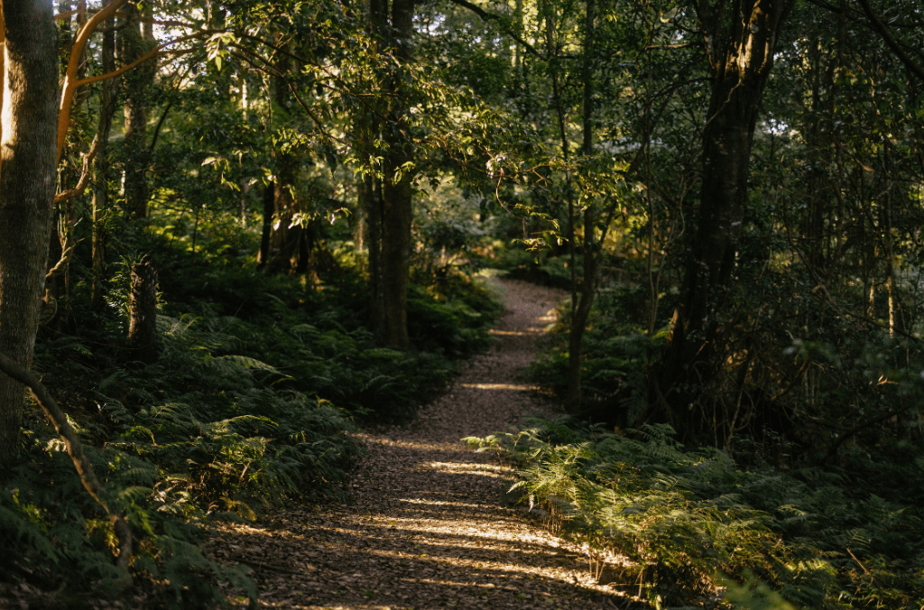 Pathway at BMBG
