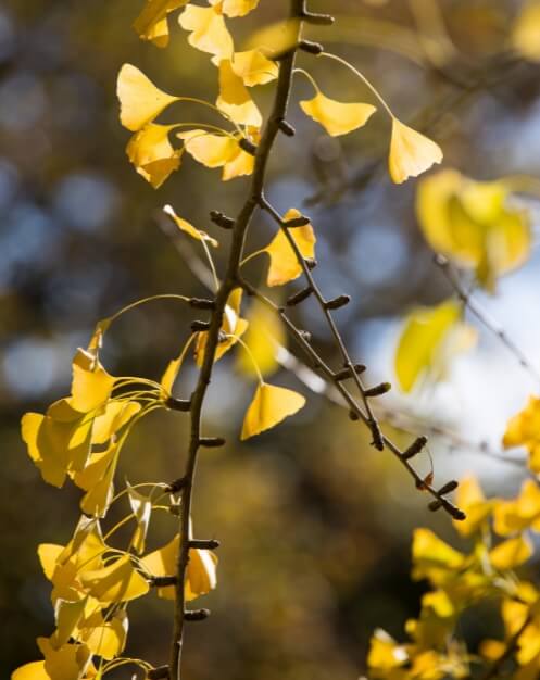 Sydney-horticulture-gingko-497x626.jpg