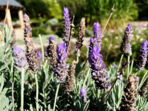 events-thumbnail-Winter-remedies-in-the-garden-496x372.jpg