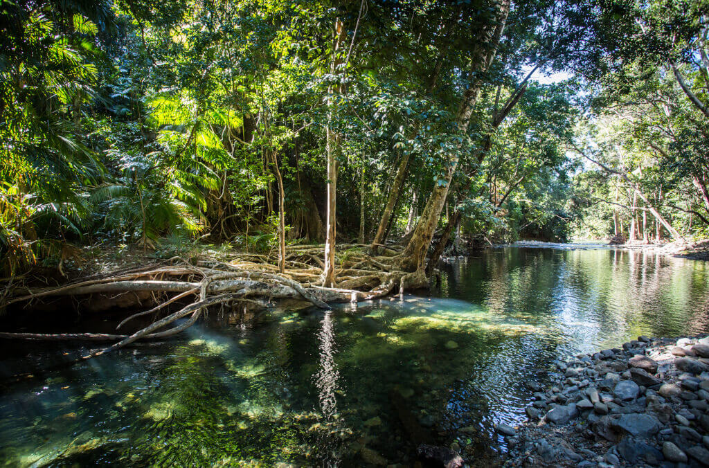 visit-abg-flow-trail-daintree-rainforest-1024x676 (1).jpg