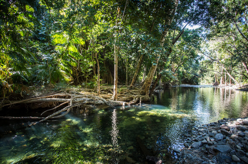 visit-abg-flow-trail-daintree-rainforest-1024x676.jpg