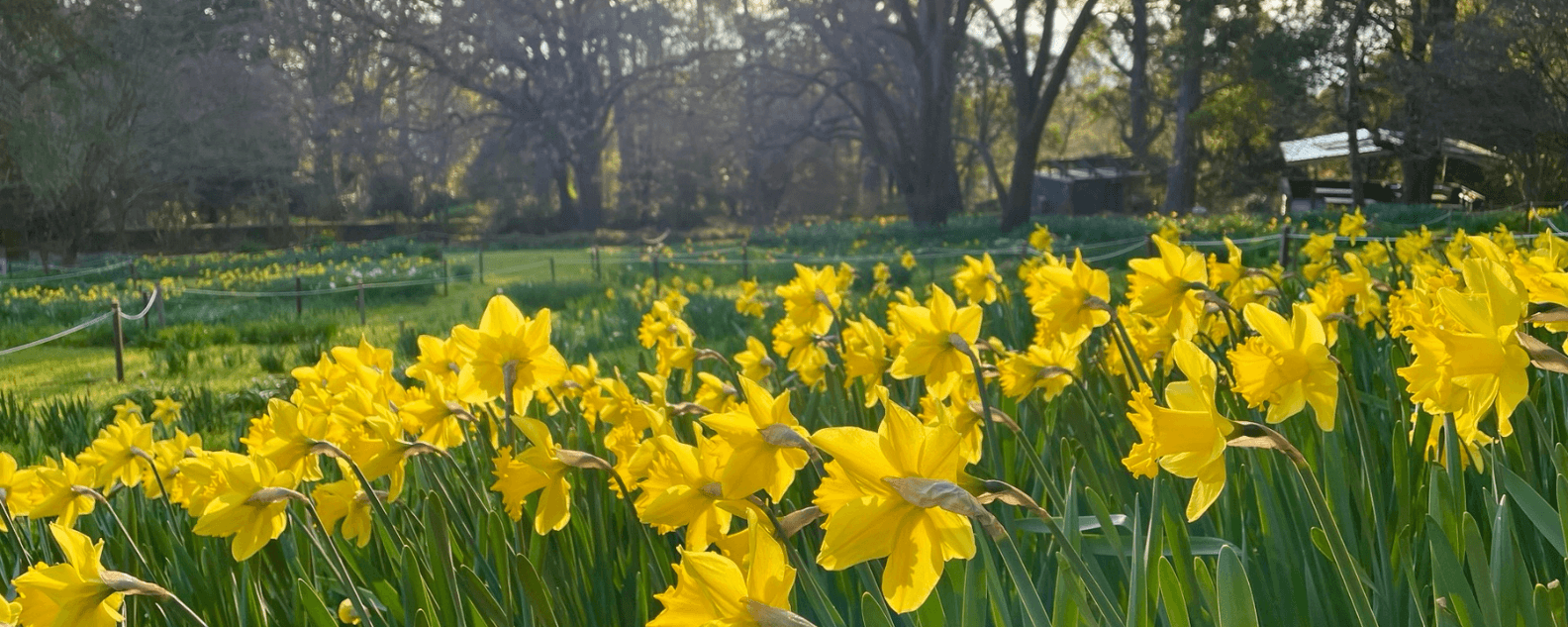 A sea of daffodils at Mount Tomah