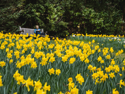 A sea of yellow daffodils in Mount Tomah, with a person in the background
