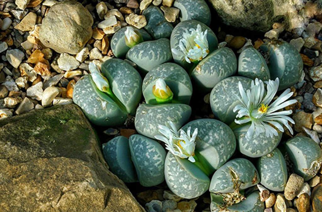 lithops close up 
