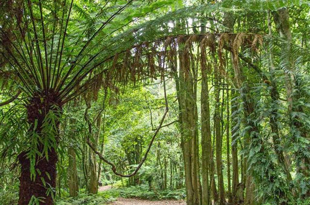 lady nancy fairfax walk