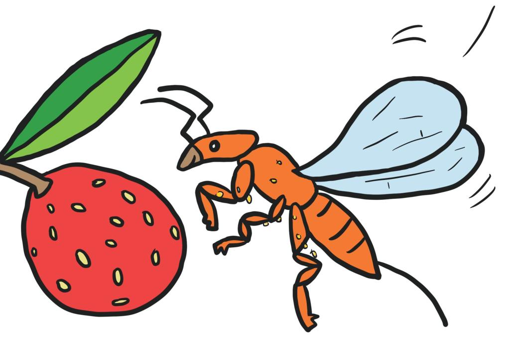 Image of fig and flo