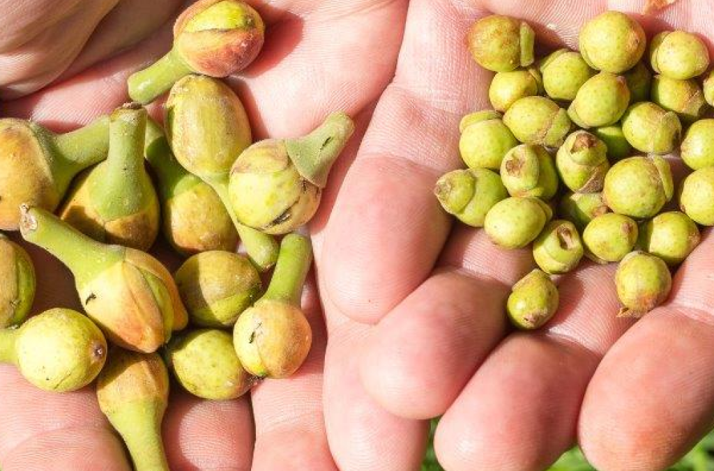 Moreton Bay fig fruits