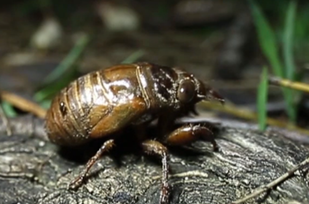 Cicada Nymph emerging from the soil.