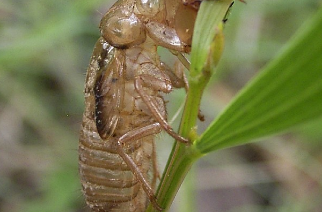 Exoskeleton: A cicada leaves behind its exoskeleton as it becomes an adult.