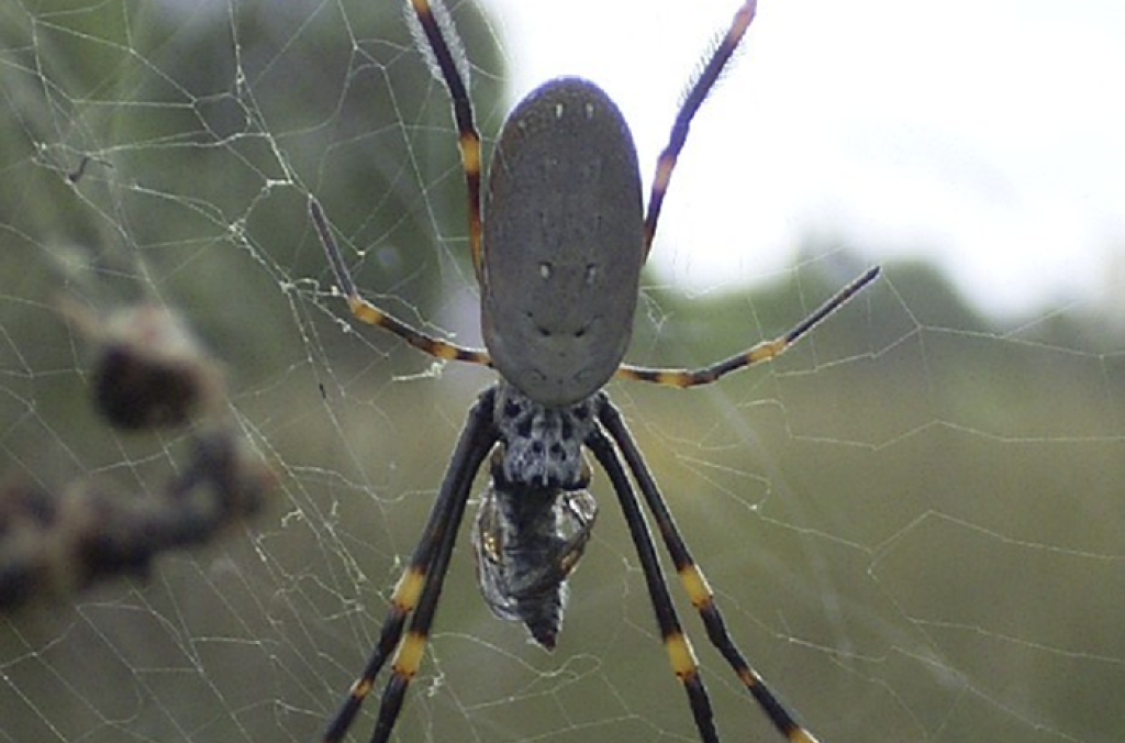 Golden Orb Weaver