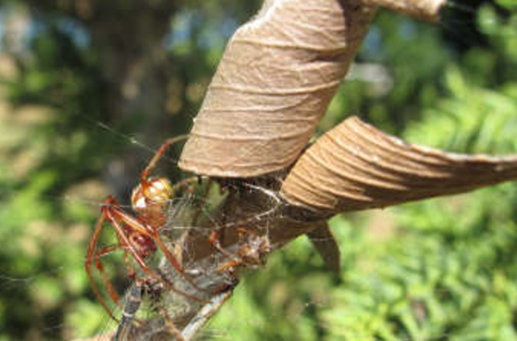 Leaf-curling Spider