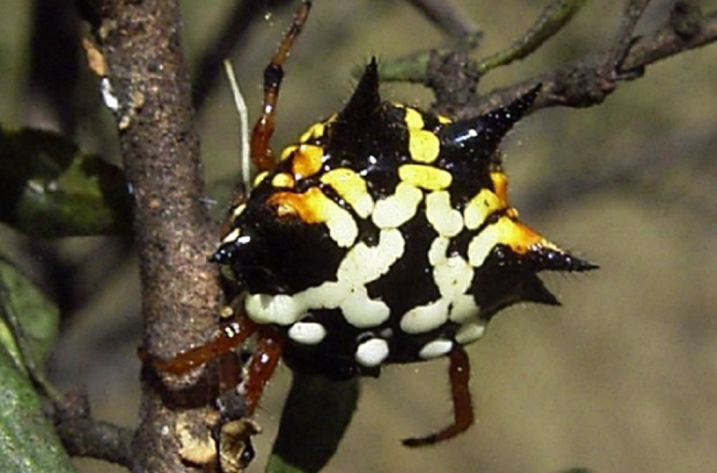 Spiny Spider