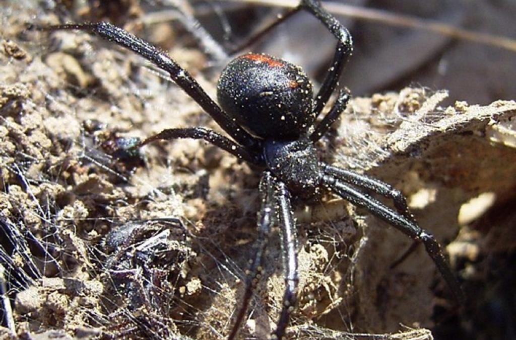 Red-backed Spider