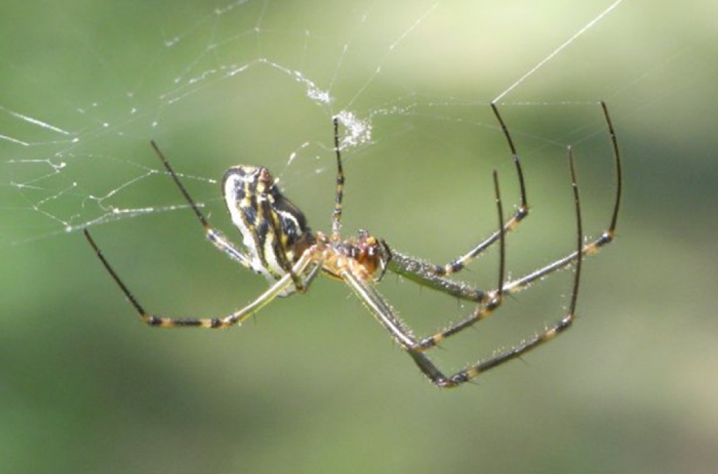 Long-jawed Orb Weaver Spider