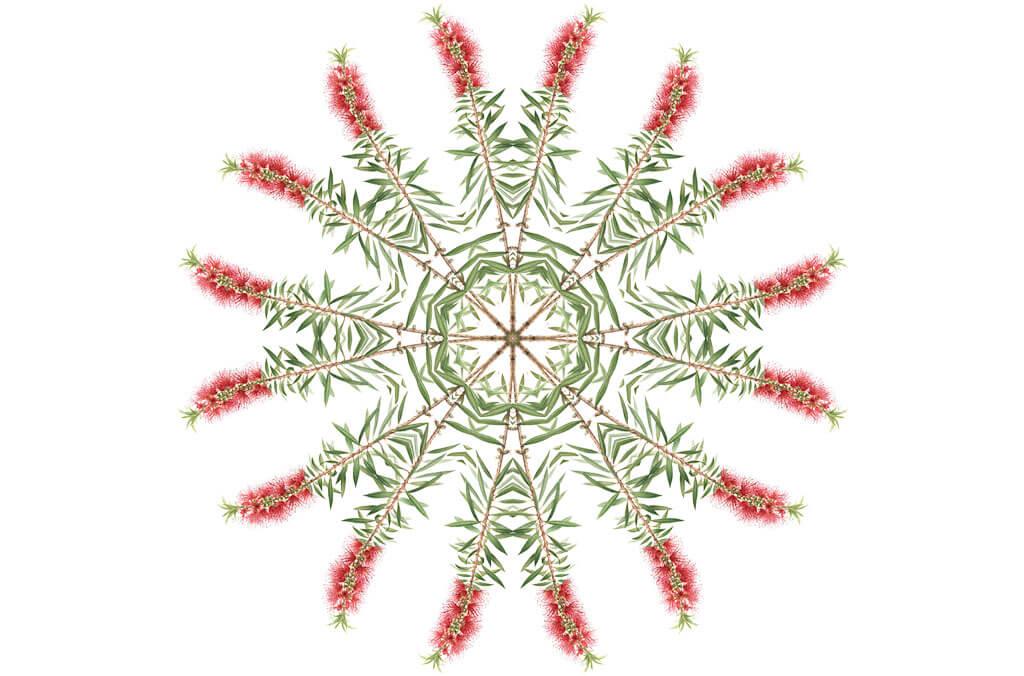 Kaleidoscope plant species Callistemon Viminalis by Leigh Ann Gale