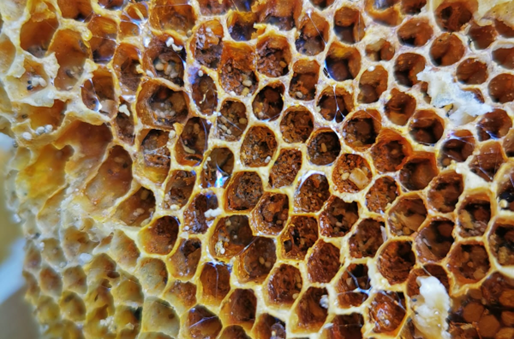 Pollen cells: when bees collect pollen from flowers, they put it in these cells and mix it with a little bit of nectar. This makes ‘bee bread’, which feeds bees in their larval life cycle stage. Image credit: Richard Dimon