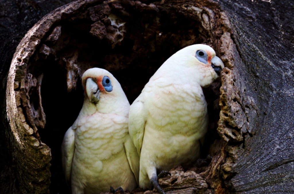 corella bird close up 