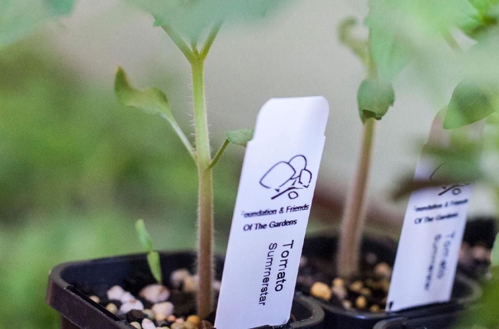Growing Friends seedlings in pots