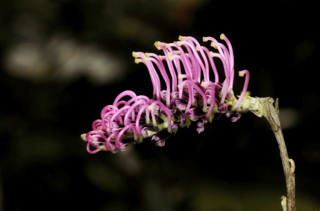 Pink flower