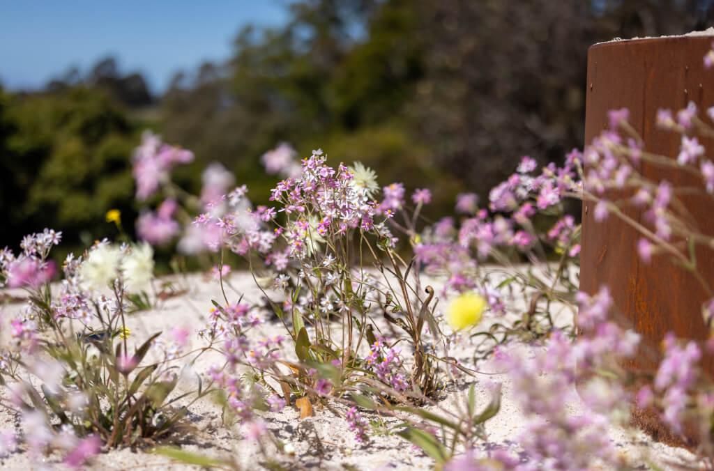 hort-arid-garden-plant-close-up-1024x676.jpg