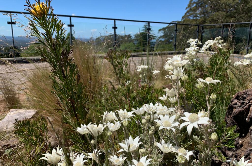 venues-bmbg-viewing-deck-Flannel-flowers-1024x676.jpg