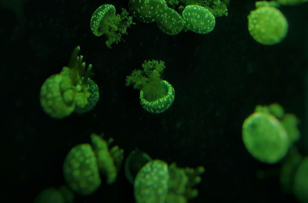 microorganism