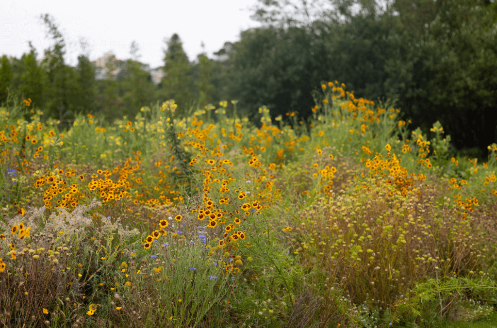 Tall yellow grasses with flowers