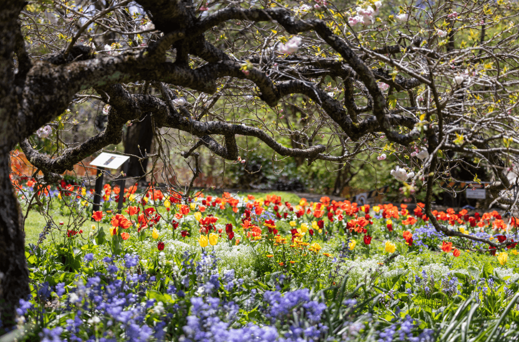 A colourful mix of flowers in a meadow