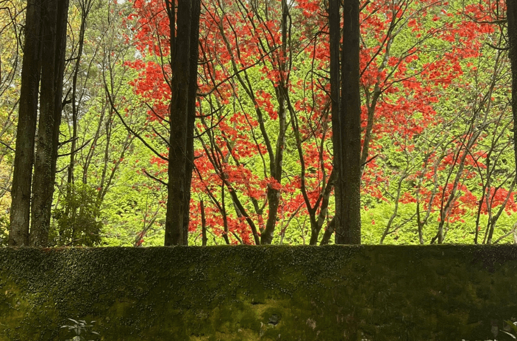 A moss covered wall in the foreground with a striking red tree in the background amongst other trees at Breenhold Gardens.