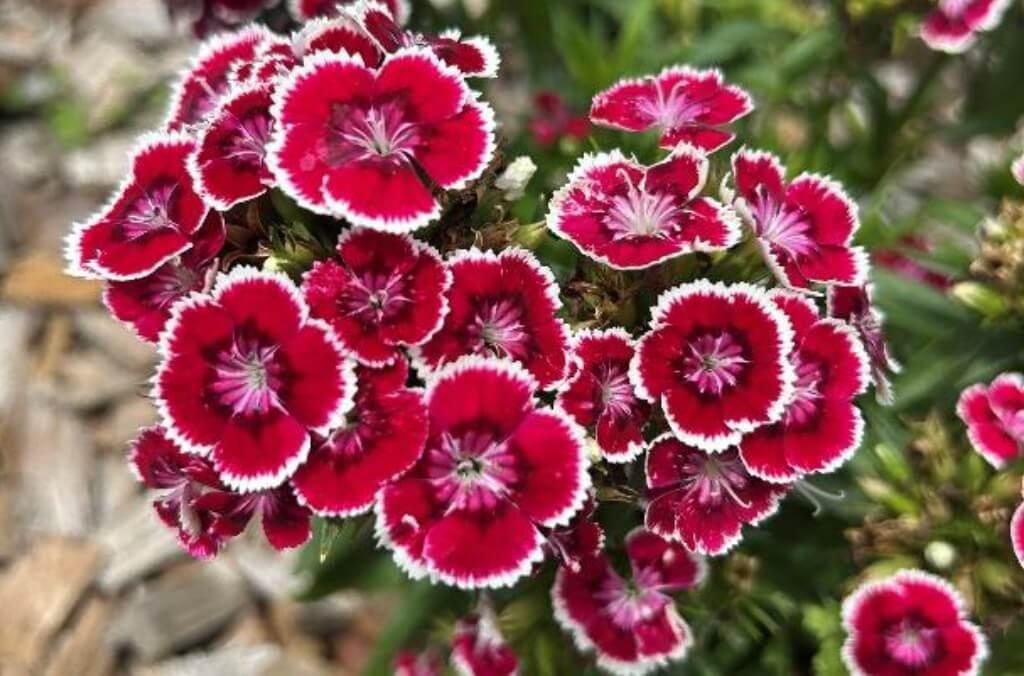 Bright pink, purple and white flowers