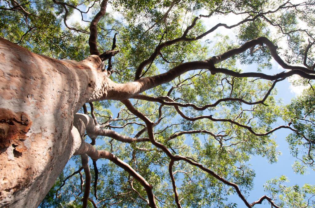 hort-Large-SHade-Tree-Urban-1024x676.jpeg
