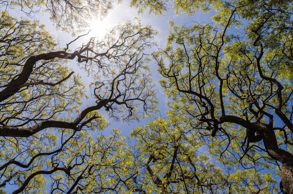 visit-abg-flow-trail-trees-1024x676.jpeg